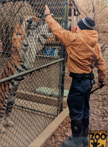 NSS Alum Chris Meffley in his previous role as a Zookeeper training a tiger-