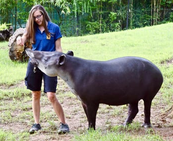 NSS C30 Alumna Kirren Covey in her previous role as a Zookeeper with a Tapir